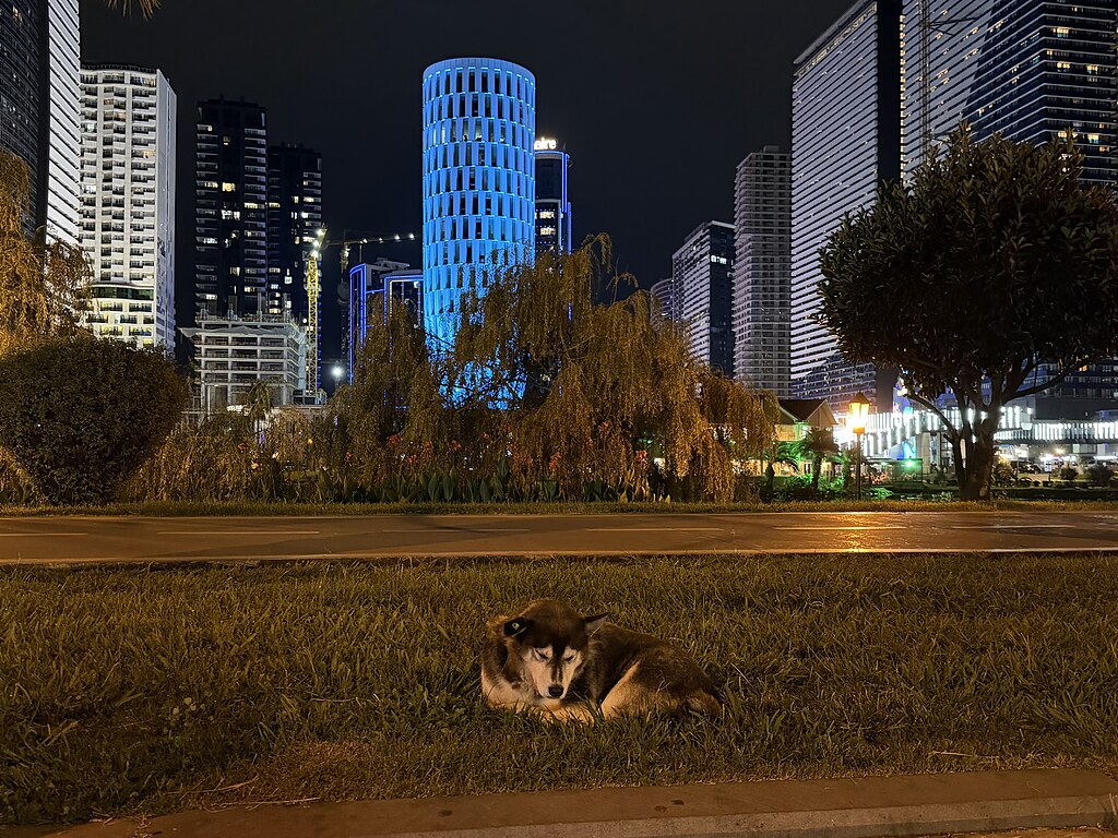 Straßenhund schläft auf einem Grünstreifen vor bunt beleuchteten Hochhäusern in Batumi, Georgien.