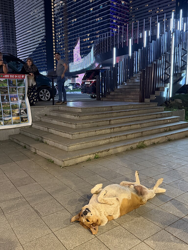 Glücklicher Hund liegt auf dem Rücken, auf dem Bürgersteig vor hohen, bunt beleuchteten Hochhäusern in Batumi, Georgien.