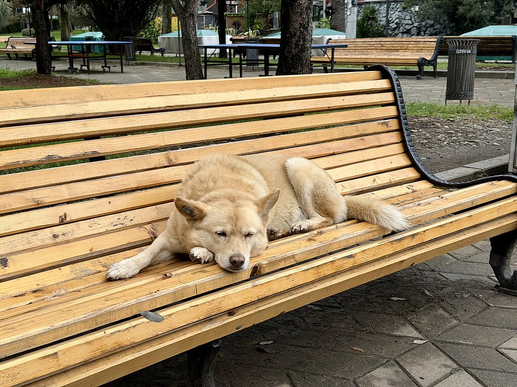 Straßenhund schläft auf einer Holzbank in Batumi, Georgien.
