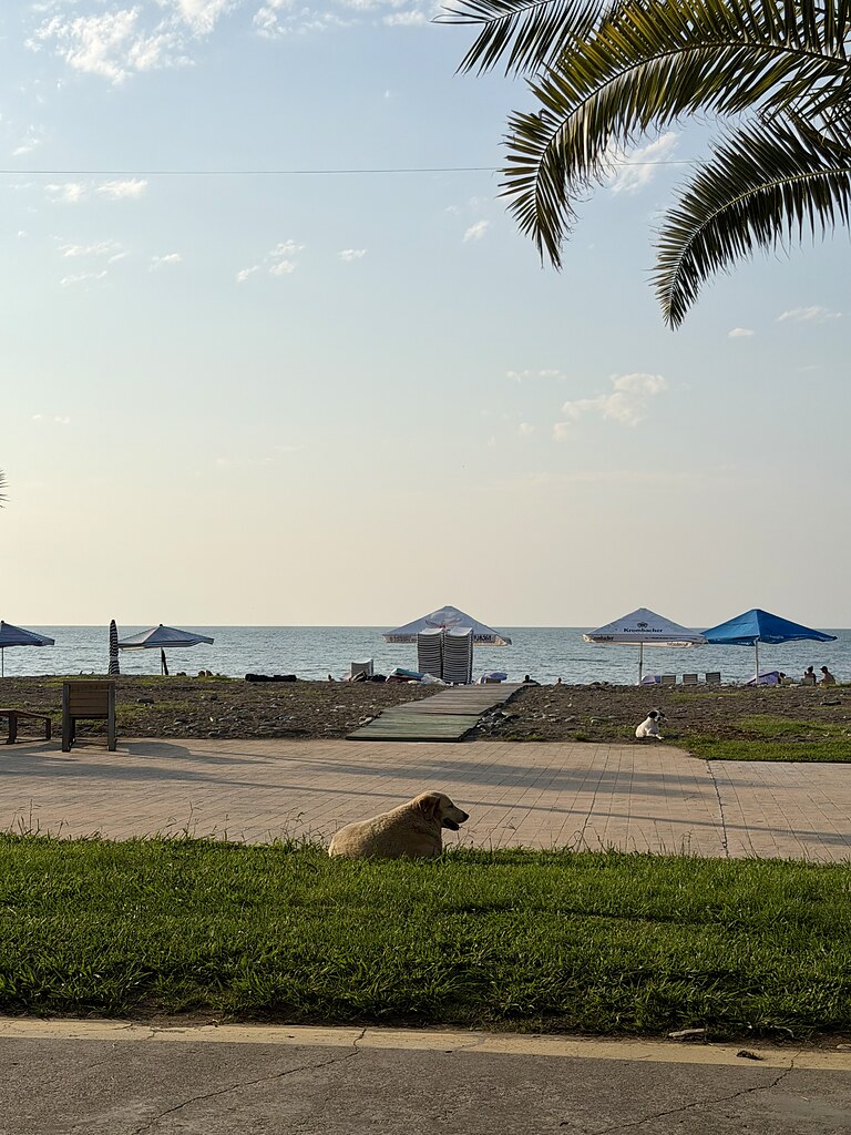 Hund liegt an der Strandpromenade in Batumi auf dem Grünstreifen und genießt den Meerblick.