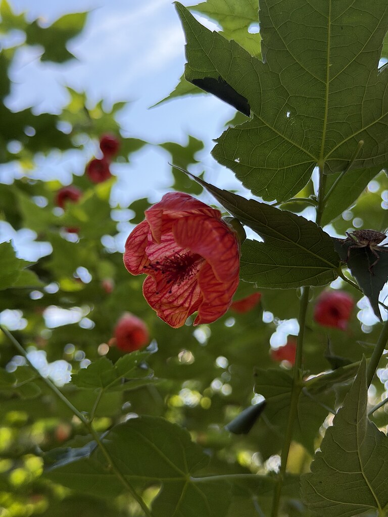 Blume vor Bambus im Botanischen Garten in Batumi, Georgien