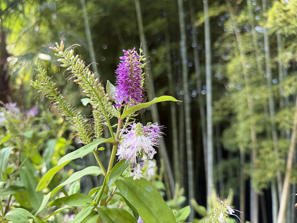 Blume vor Bambus im Botanischen Garten in Batumi, Georgien